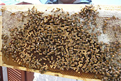 写真:社員参加によるのサツマイモのつる入れ作業